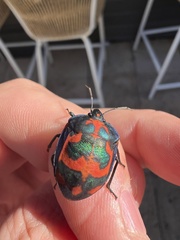 Tectocoris diophthalmus