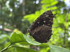 Elymnias nesaea