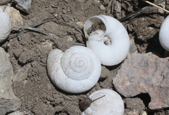 Oreohelix