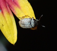 Anthribidae