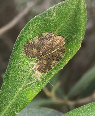 Aprivesa