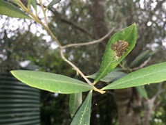 Aprivesa