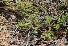 Lomatium multifidum