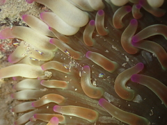 Ancylomenes holthuisi