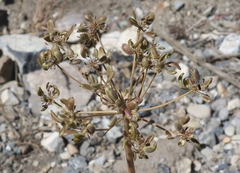 Lomatium multifidum