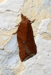 Acleris rhombana