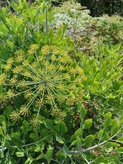 Notobubon galbanum