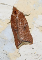 Acleris rhombana