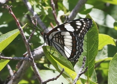 Limenitis weidemeyerii