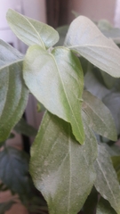Pachystachys coccinea