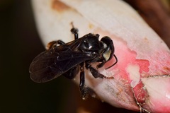 Apoidea