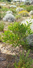 Acacia longifolia sophorae