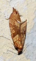 Acleris rhombana