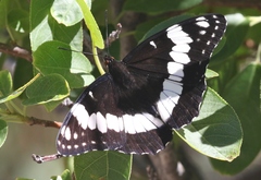 Limenitis weidemeyerii