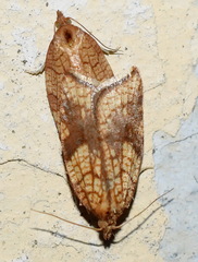 Acleris rhombana