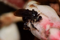 Apoidea