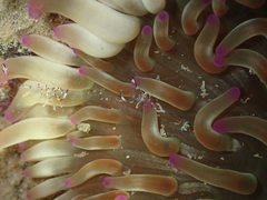 Ancylomenes holthuisi