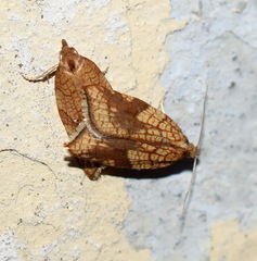 Acleris rhombana