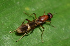 Acropeltates