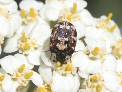 Anthrenus lepidus