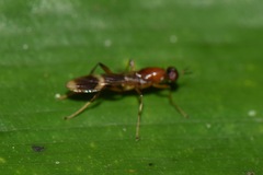 Acropeltates
