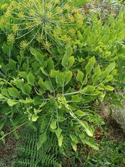 Notobubon galbanum