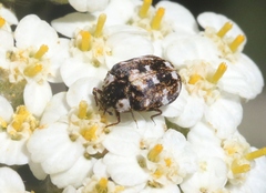 Anthrenus lepidus