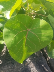 Ficus abutilifolia