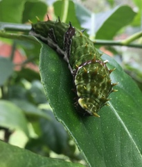 Papilio aegeus aegeus