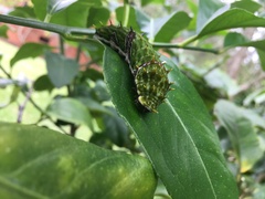 Papilio aegeus aegeus