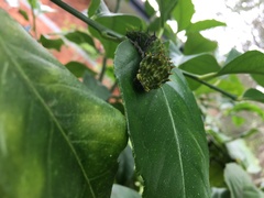 Papilio aegeus aegeus