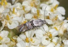 Lithariapteryx abroniaeella