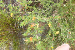 Aspalathus retroflexa