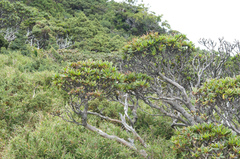 Rhododendron pseudochrysanthum