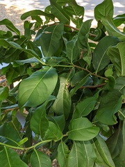 Ehretia tinifolia