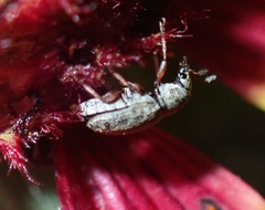 Anthribidae