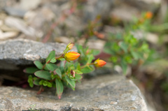 Hypericum nagasawae