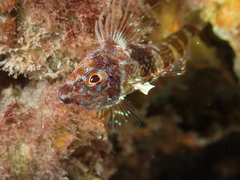 Enneapterygius etheostoma