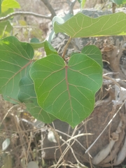 Ficus abutilifolia
