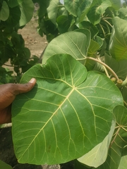 Ficus abutilifolia