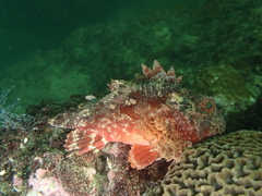 Scorpaena