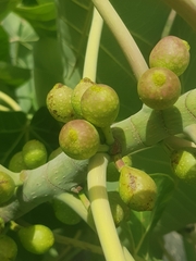 Ficus abutilifolia