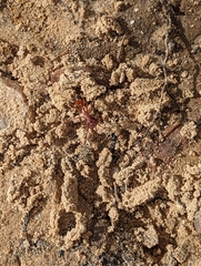 Myrmecia nigriscapa