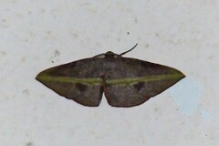 Hypochrosis iris