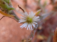 Mesembryanthemum nodiflorum