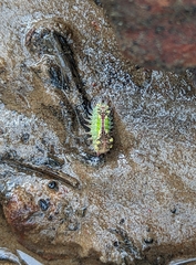 Doratifera oxleyi