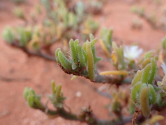 Mesembryanthemum nodiflorum