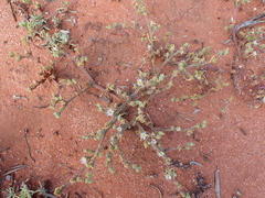 Mesembryanthemum nodiflorum