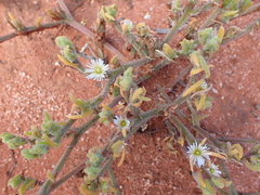 Mesembryanthemum nodiflorum