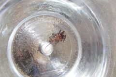 Paraembolides variabilis